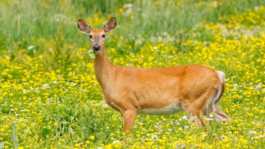 special-deer-hunt-set-for-columbiana-county