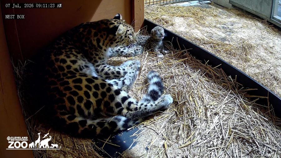 photos:-extremely-rare-cub-born-at-cleveland-metroparks-zoo