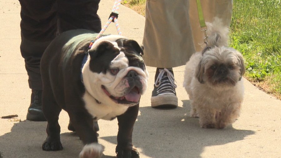 humane-agents-ensuring-pets-stay-cool-during-heat-wave