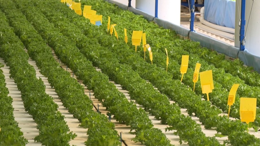 local-urban-farm-promises-clean-lettuce-amid-parasite-outbreak