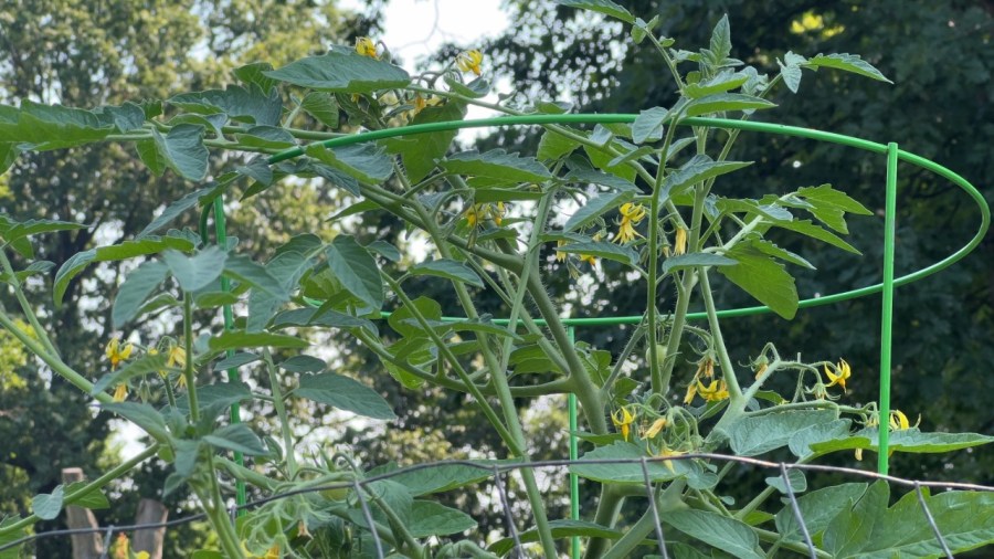 determinate-vs.-indeterminate-plants:-what’s-the-difference?