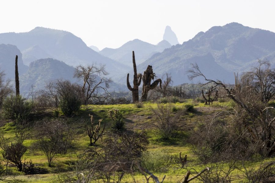 man-lived-undetected-in-national-forest-for-8-years,-created-half-ton-of-trash