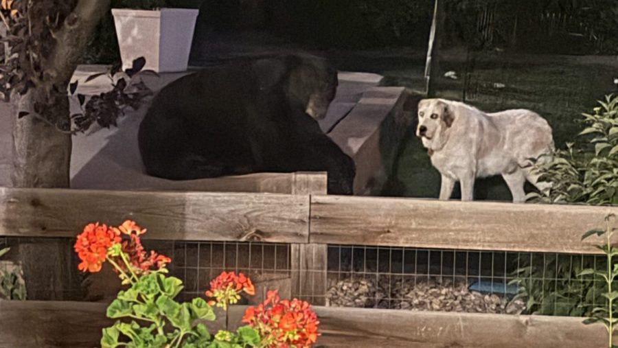 bear-spotted-hanging-out-with-dog-in-colorado-backyard
