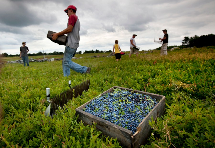 the-benefits-of-blueberries
