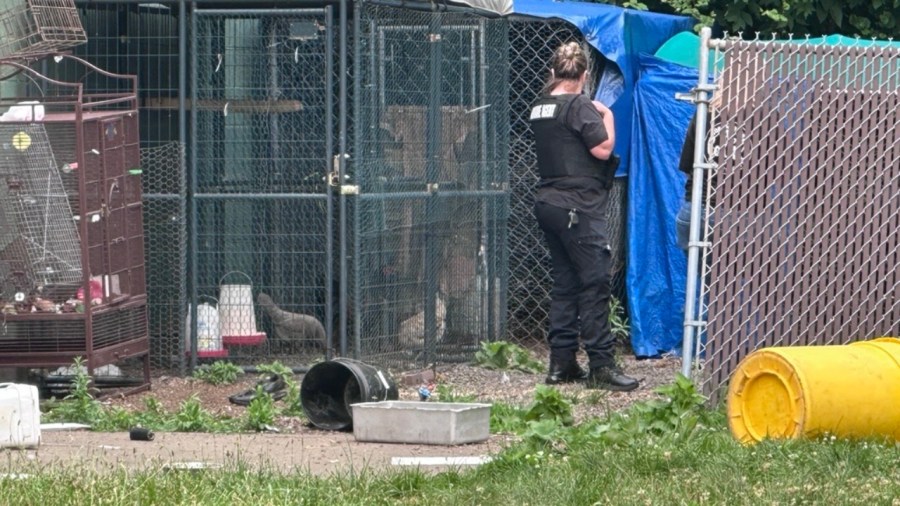 humane-agents-removing-chickens-from-youngstown-property