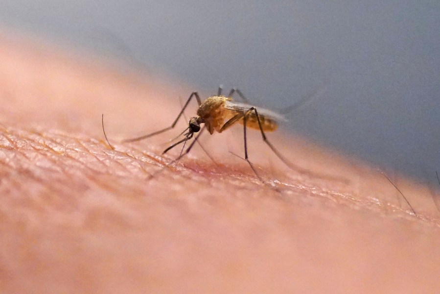 preventing-bug-bites-this-summer