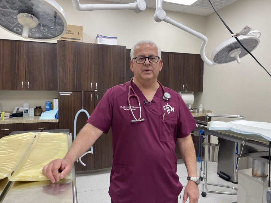 vet-offices-crowding-up-as-screwworm-fears-grow,-but-services-are-limited