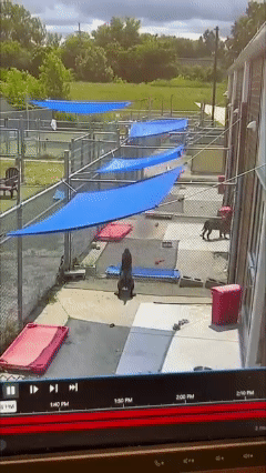 watch:-dog-scales-7-foot-fence-at-cleveland-kennel