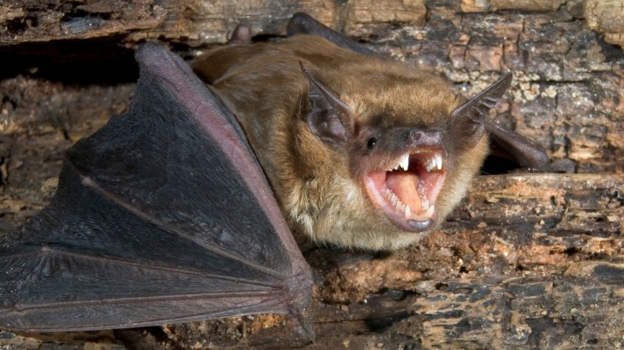 bat-with-rabies-found-in-mahoning-county