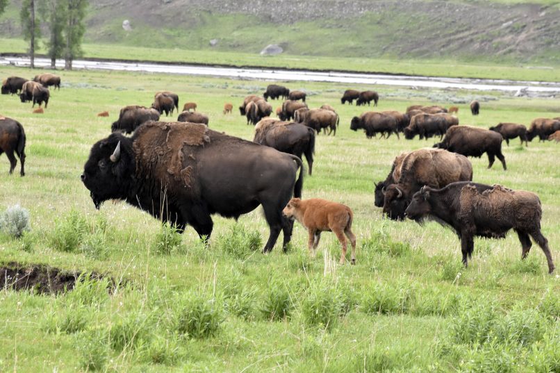 bison-or-buffalo?-does-the-name-matter?