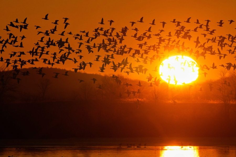 how-often-the-sun-would-rise-after-8-am.-under-permanent-daylight-saving-time