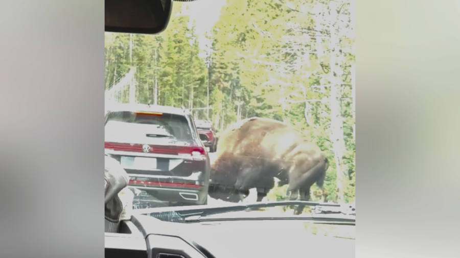 watch:-bison-rams-car,-causing-flat-tire-in-frightening-encounter-at-yellowstone-national-park 
