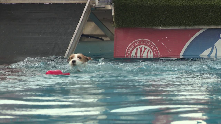 dog-show-to-take-place-at-canfield-fairgrounds