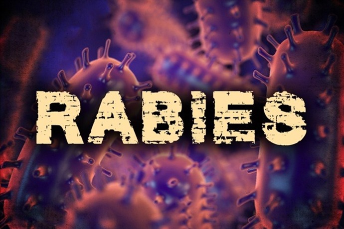 another-bat-tests-positive-for-rabies-in-ohio