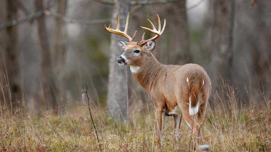 hunters-sharing-the-harvest-sets-pa.-record-for-venison