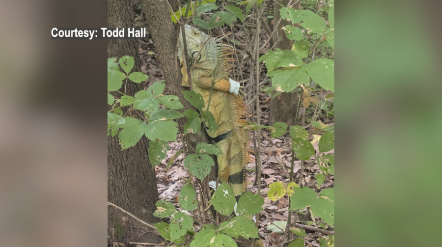 abandoned-iguana-found-duct-taped-to-tree-in-missouri