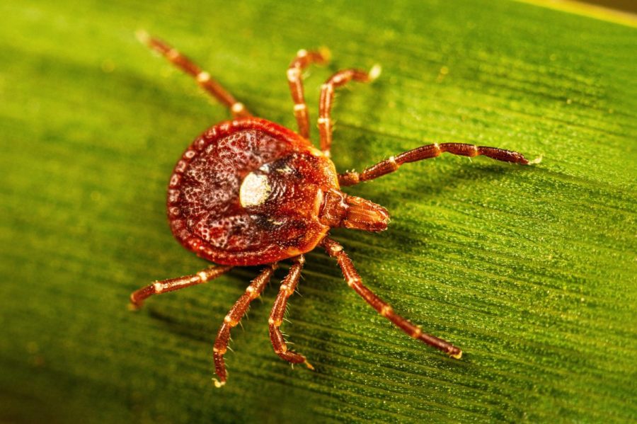 possibly-deadly-bourbon-virus-confirmed-in-new-york:-what-is-it?