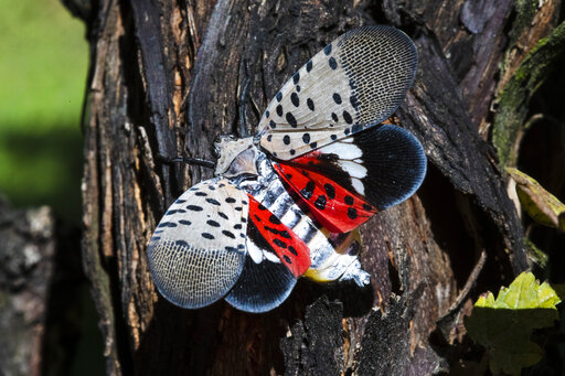 fetterman,-mccormick-introduce-bill-to-combat-spotted-lanternflies