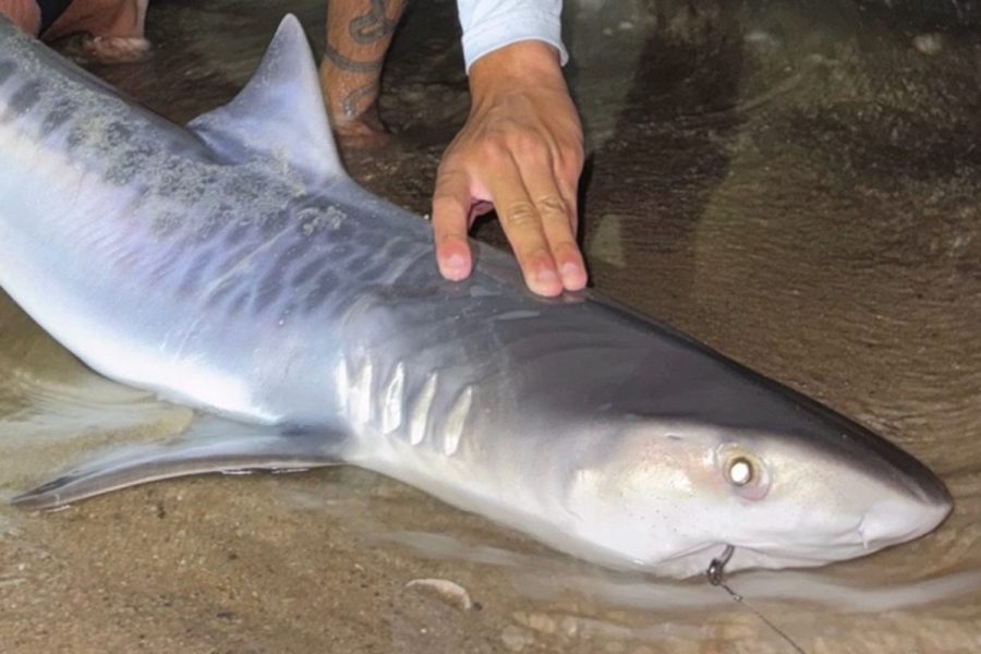 tiger-shark-caught-off-massachusetts-may-be-a-sign-of-warming-ocean