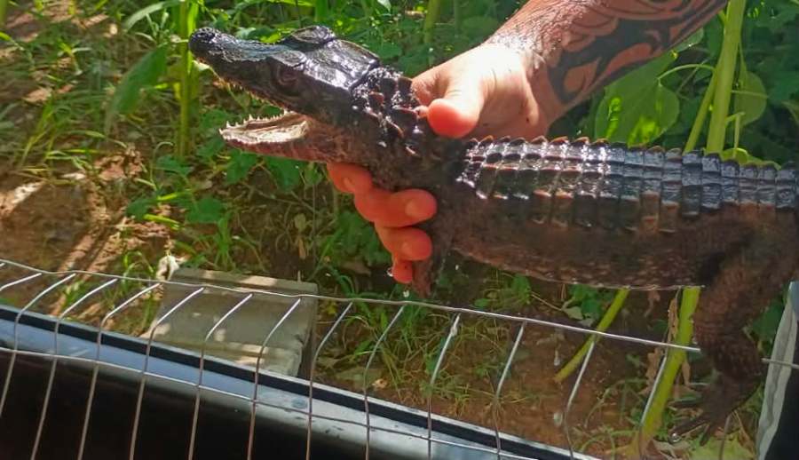 caiman-on-the-loose-in-oklahoma-mobile-home-park