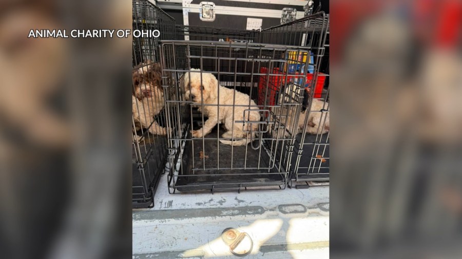 17-dogs-seized-from-youngstown-home