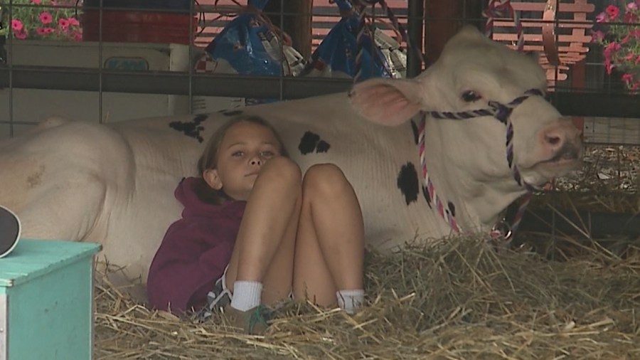 4-h-students-given-chance-to-shine-at-columbiana-county-fair