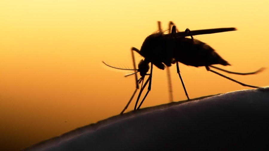 more-mercer-county-mosquitoes-test-positive-for-west-nile-virus