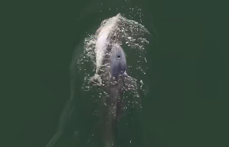 mourning-dolphin-mother-spotted-carrying-dead-calf