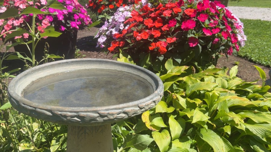 80-year-old-couple-still-going-strong-in-the-garden
