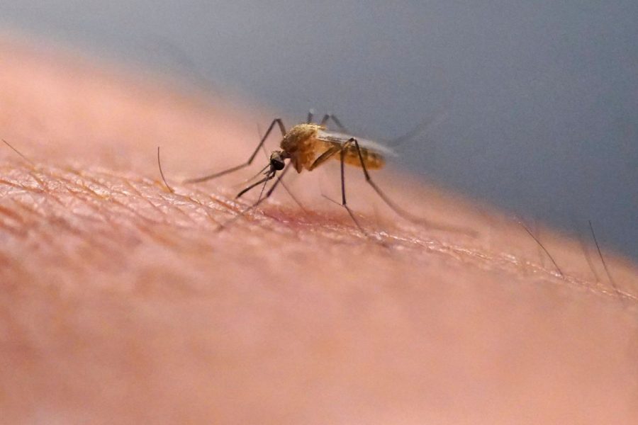 first-locally-acquired-dengue-virus-case-reported-in-virginia