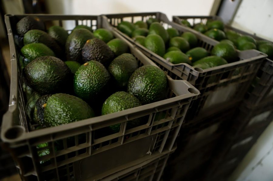 mexican-avocado-exports-to-the-us-have-been-stopped-again.-why?