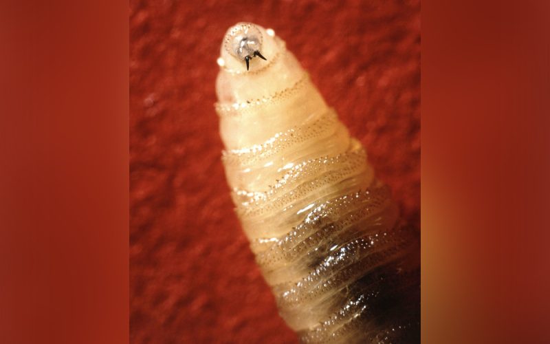 more-cases-of-parasitic-screwworm-confirmed.-here’s-who-is-at-risk,-where-it’s-spreading