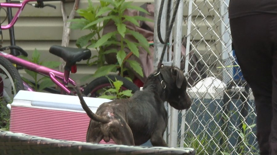 animals,-including-snake,-taken-from-flea-infested-home