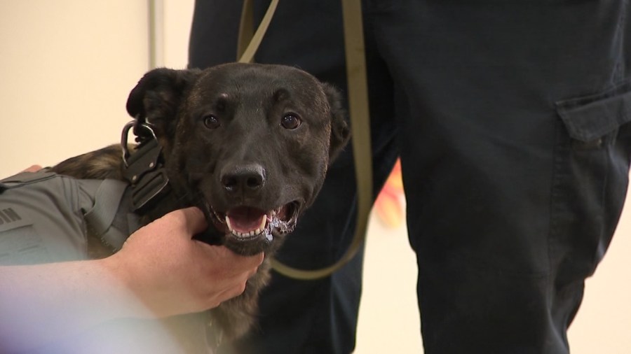 local-library-to-celebrate-national-police-k-9-day
