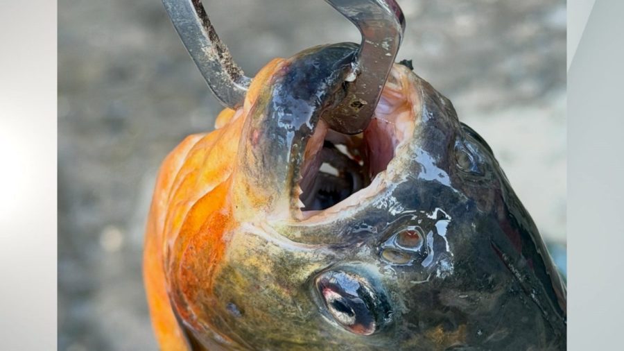 piranha-caught-by-father-son-duo-in-pennsylvania-lake