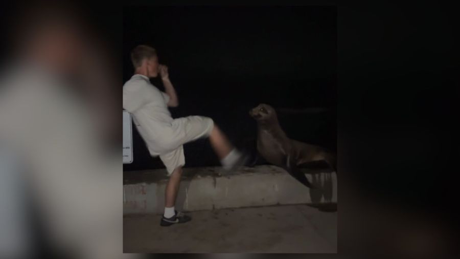 teen-who-kicked-sea-lion-in-viral-video-in-san-diego-pleads-guilty