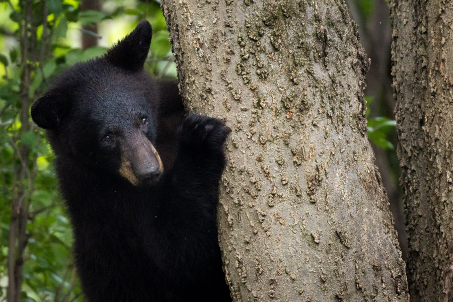 bear-breaks-into-kentucky-home,-eats-kfc