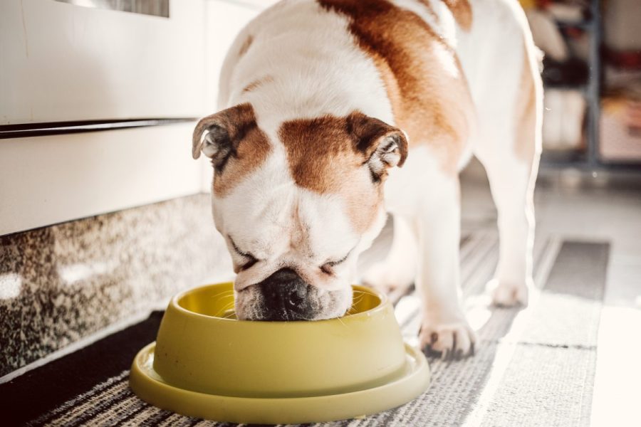 frozen-dog-food-recalled-after-fda-inspection-reveals-salmonella-contamination