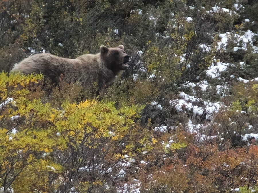 woman-fends-off-bear,-self-rescues-after-attack-in-alaska