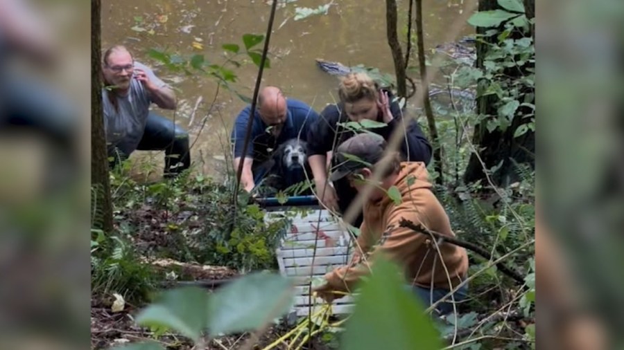 humane-agents-save-dog-from-60-foot-ravine