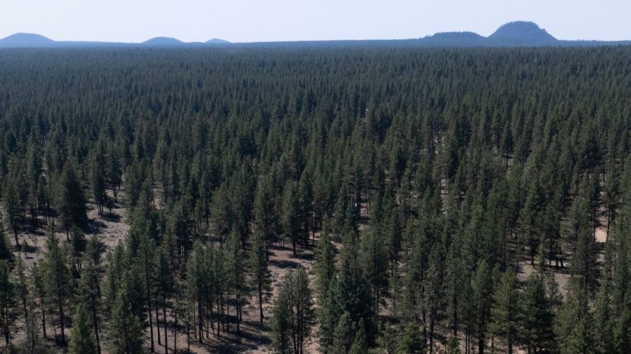 trump-moves-to-strip-protections-from-44m-acres-of-national-forest