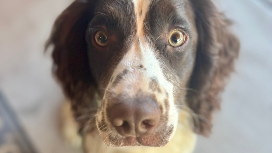 new-k9-joining-force-at-springfield-local-this-year
