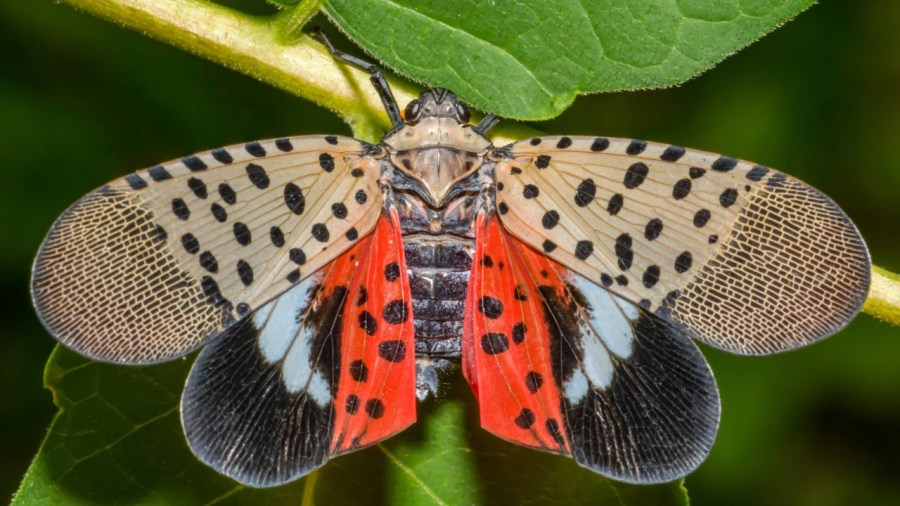where-ohio-stands-on-the-invasive-spotted-lanternfly