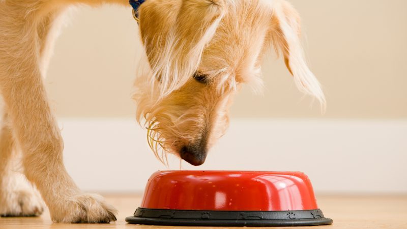 dog-food-company-recalls-fresh-meals-amid-reports-of-sudden-dry-eye