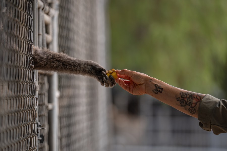 how-a-sanctuary-outside-la-has-cared-for-rare,-endangered-gibbons-for-a-half-century