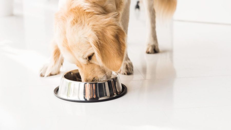 popular-dog-food-recalled-over-potential-contamination