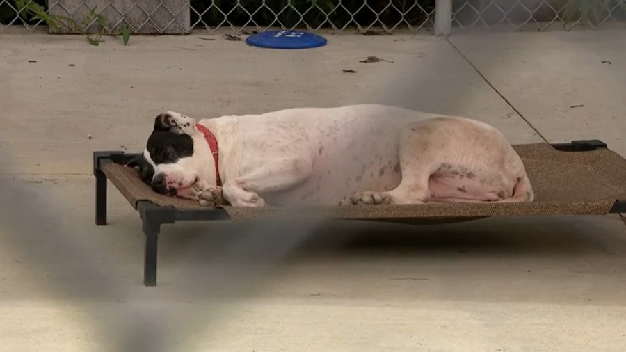 local-shelter-owner-speaks-on-what-it-takes-to-operate-a-shelter