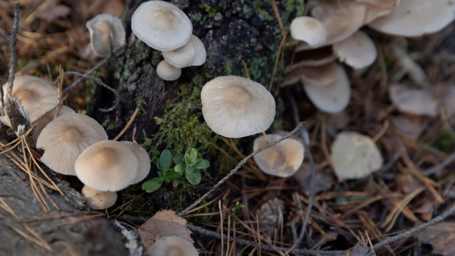 several-in-ohio-sickened-from-eating-wild-mushrooms