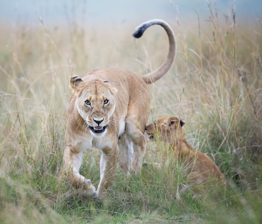 two-lions-are-on-the-loose-in-indiana,-deputies-say