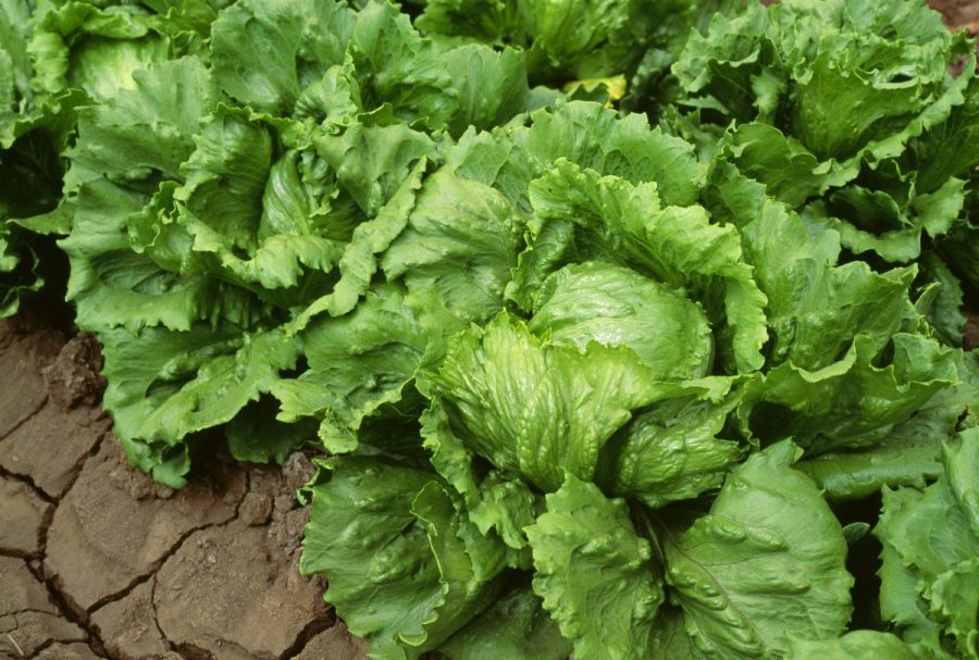 officials-tie-cyclospora-outbreak-involving-iceberg-lettuce-to-3-more-states